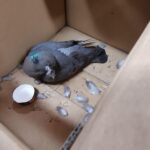 Corimpex the Pigeon Specialist Protective Coatings
